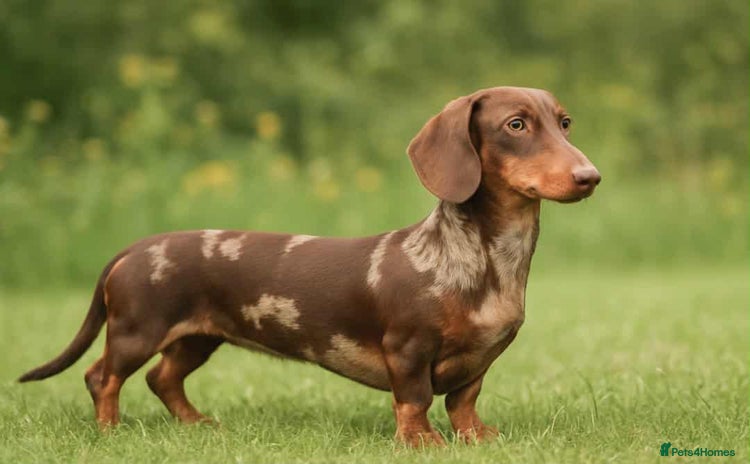 Miniature Dachshund dogs - Advert 1