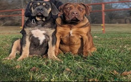 Boerboel dogs for stud: Beautiful health tested Red Fawn Boerboel Stud  in Orpington - Image 2