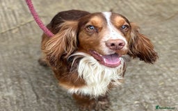 Cocker Spaniel dogs for sale: Sprocker Spaniel puppies  - Advert 4