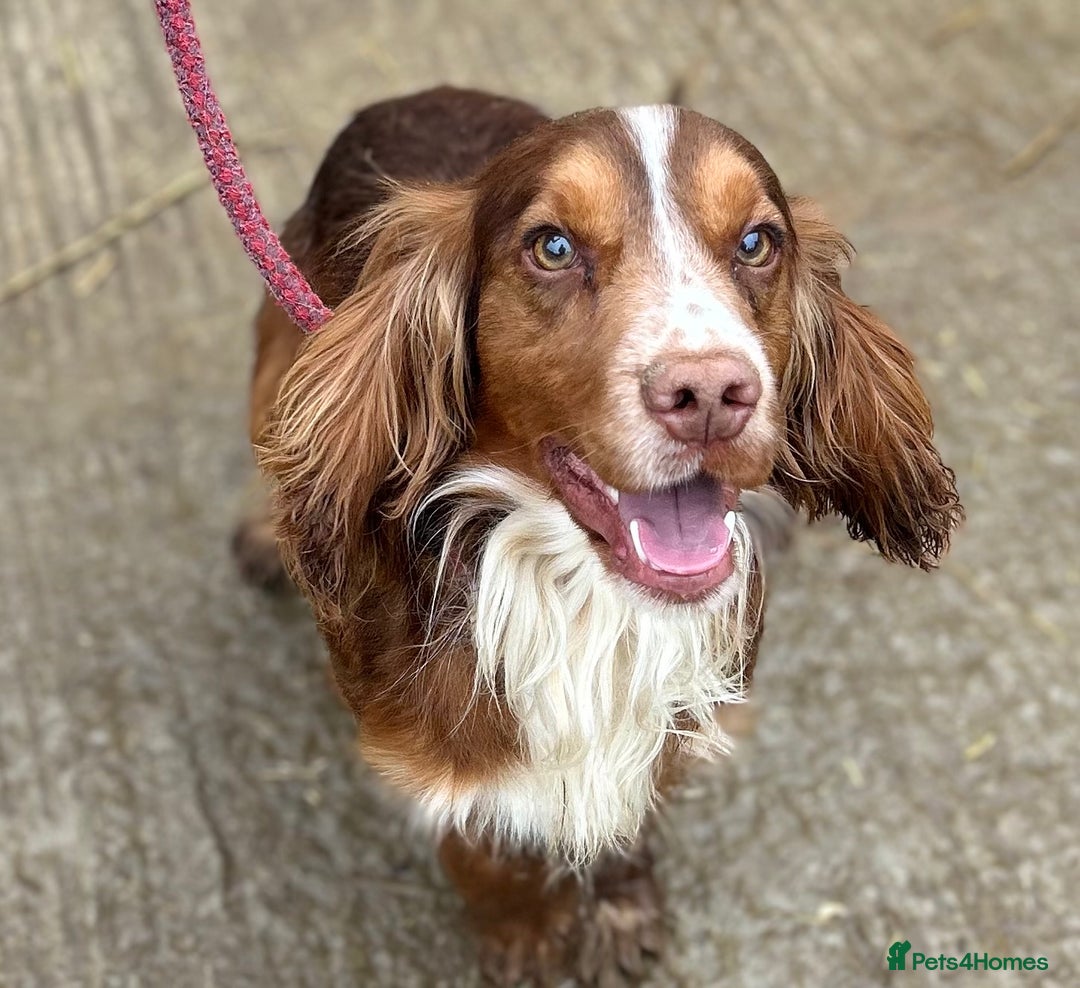 Cocker Spaniel dogs for sale: Sprocker Spaniel puppies  - Advert 4