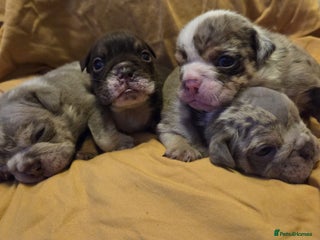 English Bulldog dogs - Advert 1