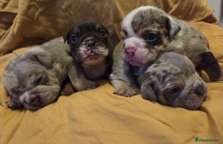 English Bulldog dogs - Advert 1