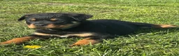 Rottweiler dogs for sale: Rottweiler pups READY TO GO KC Registered/Champion - Advert 6