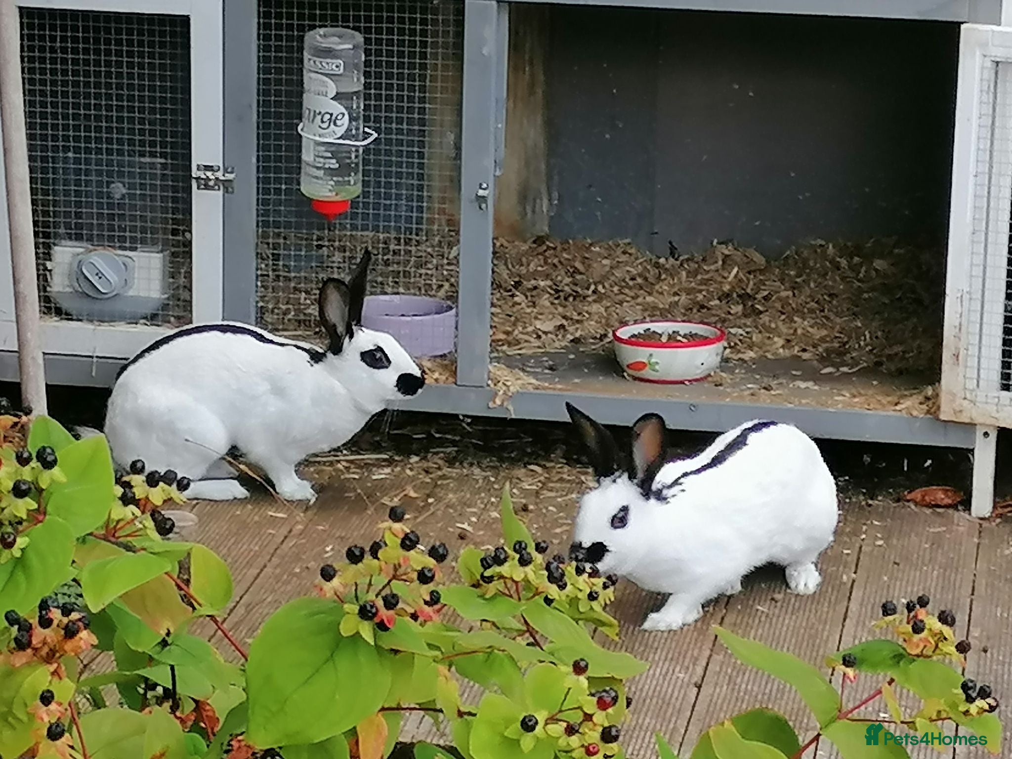 English Spot rabbits Female white and black spot rabbits  - Advert 1