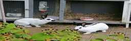 English Spot rabbits for sale: Female white and black spot rabbits  in Huddersfield - Advert 1