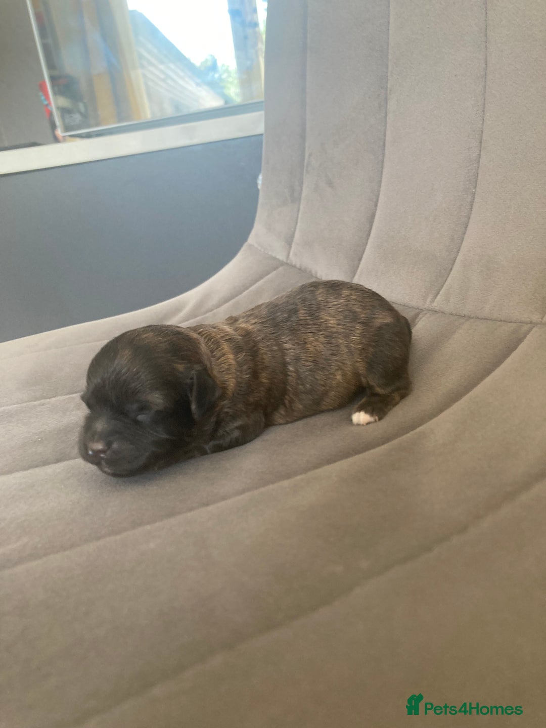 Shihpoo dogs for sale: Read the advert 5 star rated Toy shihpoo puppies - Image 15
