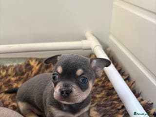 Chihuahua dogs 🎉BORN 25/12/25🎉. LAST BOY AVAILABLE 💛💛💛 - Advert 7