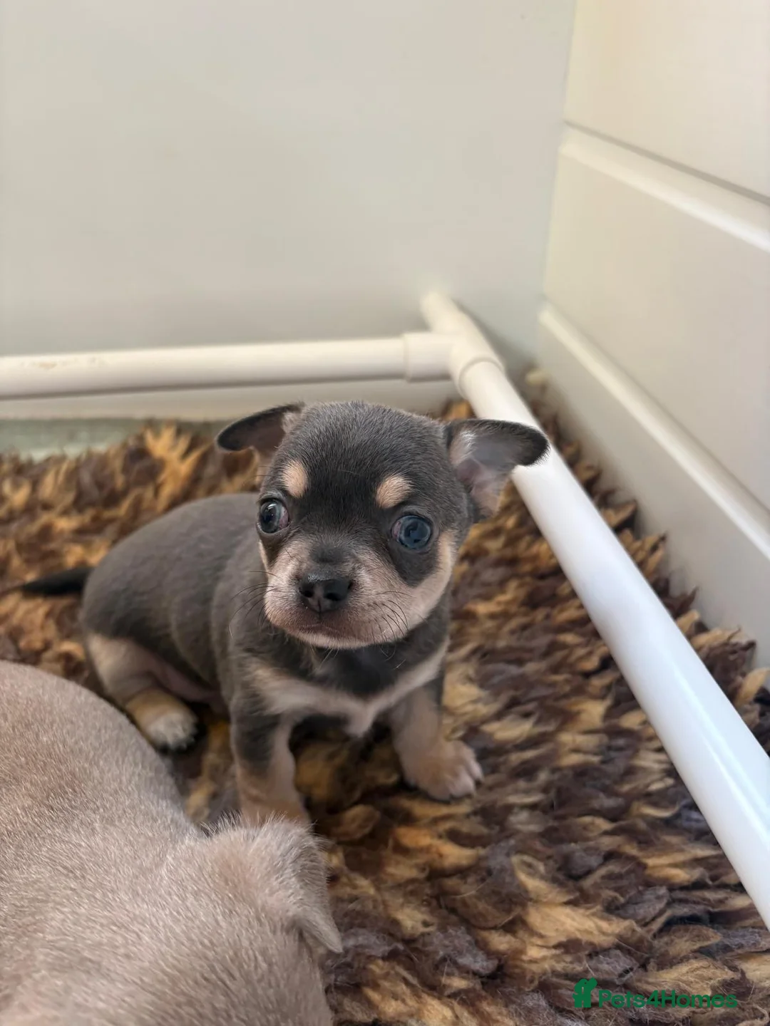 Chihuahua dogs for sale: 🎉BORN 25/12/25🎉. LAST BOY READY 13/03/26 💛💛💛 - Advert 5