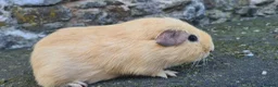 Guinea Pig rodents for sale: Male guinea pig - Advert 8