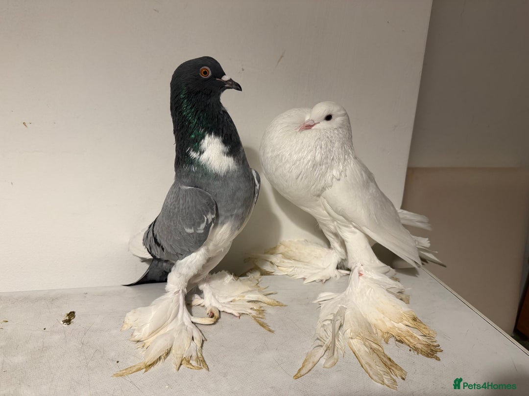 Pigeons birds for sale: Fancy birds  - Advert 9