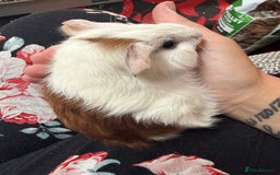 Guinea Pig rodents for sale: Guinea pig babies  - Image 1