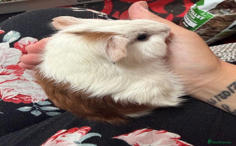 Guinea Pig rodents - Advert 4