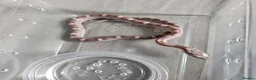 Corn Snake reptiles for sale: Corn snake babies for sale  in Milton Keynes - Advert 9
