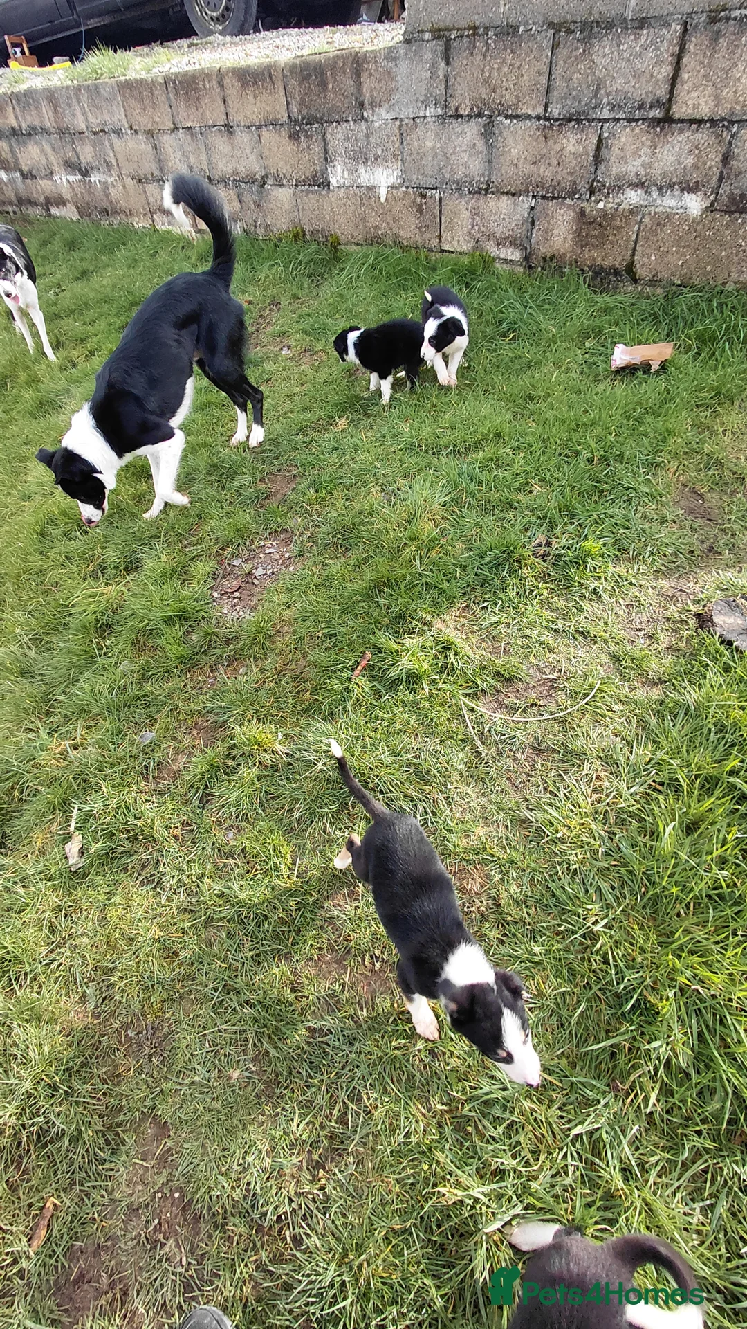 Border Collie dogs for sale: Border collie puppies tris + b/w - Advert 10