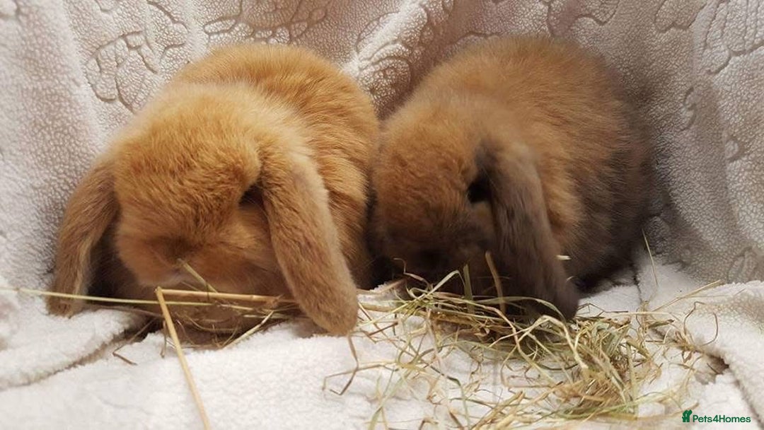 Mini Lop rabbits for sale: Stunning pure mini lop baby rabbits  - Image 12