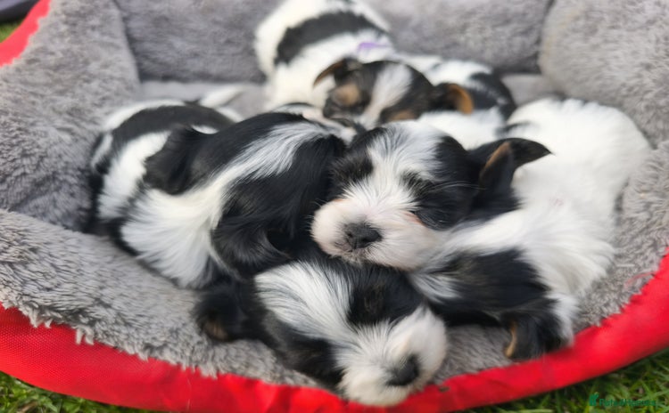 Biewer Terrier dogs - Advert 1