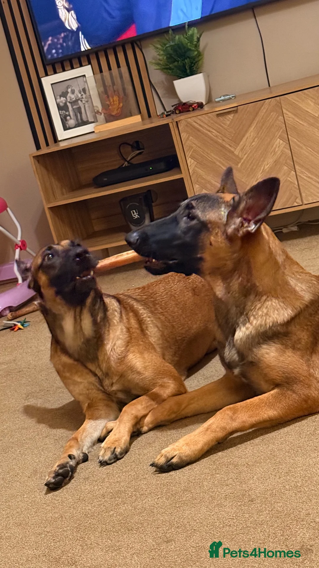 Mixed Breed dogs for sale: 8 month bitch Belgian Malinois x German shepherd  - Advert 2