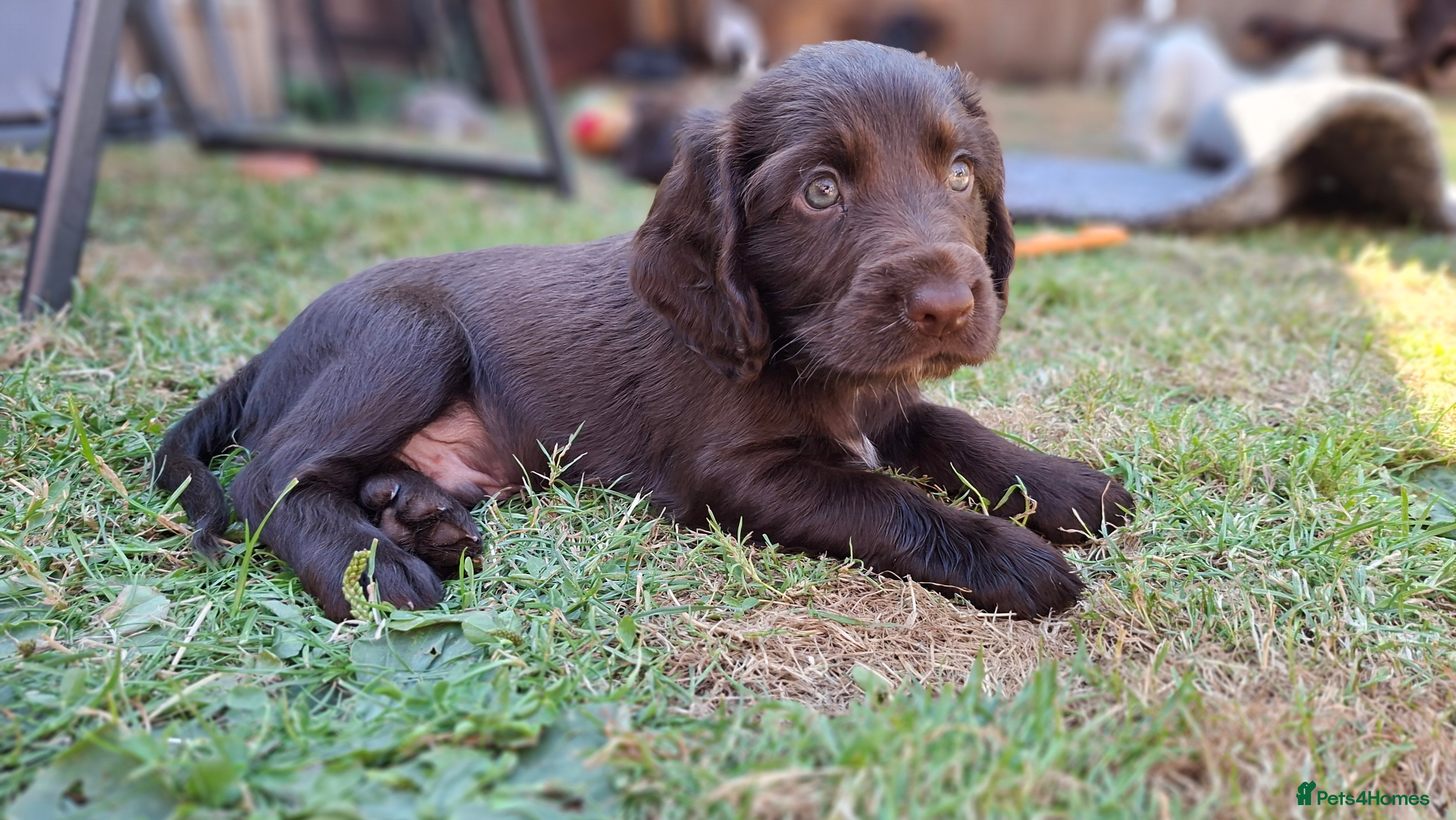 Cocker Spaniel dogs 2 x Beautiful Chocolate Cocker Spaniel Boys Left - Advert 2