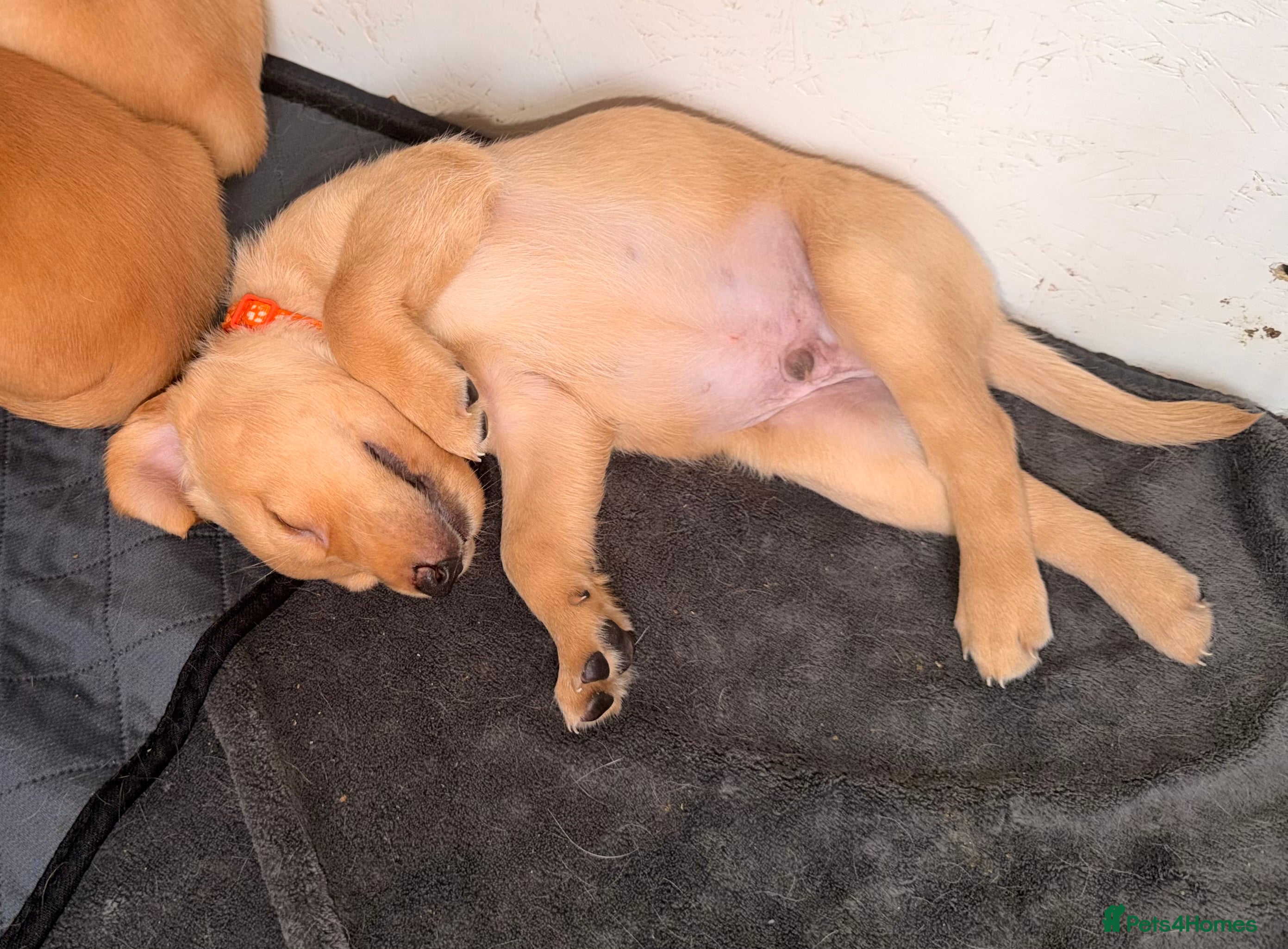 Labrador Retriever dogs FTCH KC Registered  - Advert 2