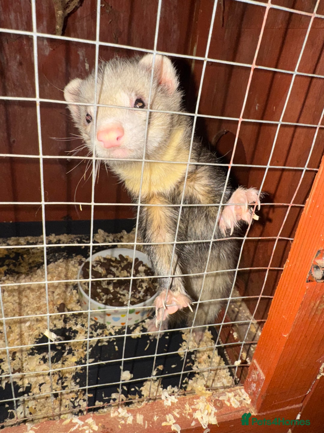 Ferret rodents for sale: FERRET KITS FOR SALE  - Image 3
