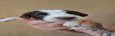 Sprocker 1