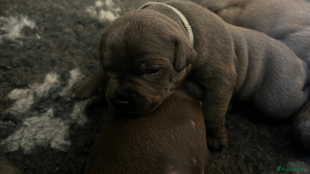 Staffordshire Bull Terrier dogs for sale: Blue Staffordshire Bull Terrier KC Registered  - Advert 9