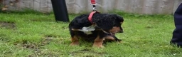 Cocker Spaniel dogs for sale: 5 Months Old Male Working Cocker KC Reg - Advert 25