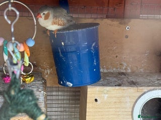 Budgerigars birds - Advert 36