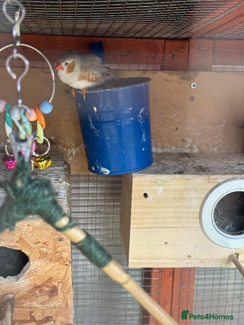 Budgerigars birds - Advert 15