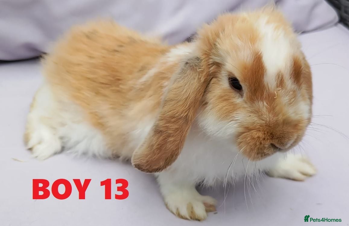 Mini Lop rabbits Cute French x Mini Lop Ready to Go!!! - Advert 2