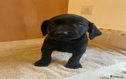 Labrador Retriever dogs for sale: Gorgeous Labrador Puppies - Image 9