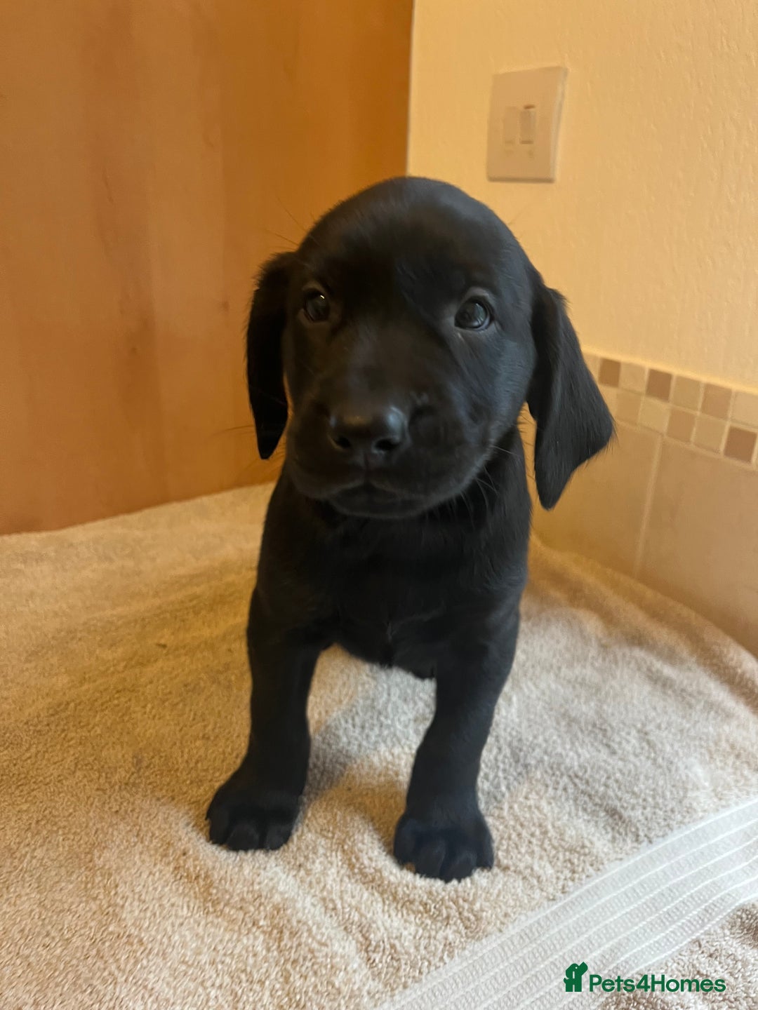 Labrador Retriever dogs for sale: Gorgeous Labrador Puppies - Image 9