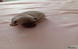 French Bulldog dogs for sale: Platinum cream velvet french bulldogpup 4 week old - Image 2