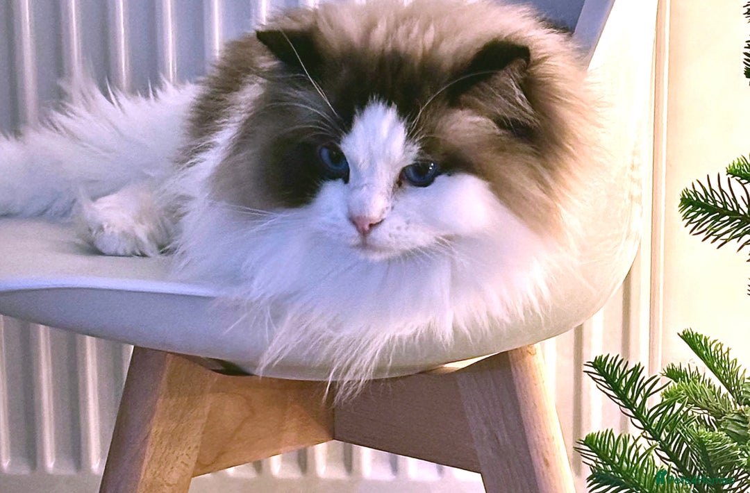 Ragdoll cats for sale: Beautiful Ragdoll Female – 3 Years Old - Advert 2