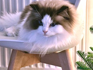 Ragdoll cats Beautiful Ragdoll Female – 3 Years Old - Advert 14