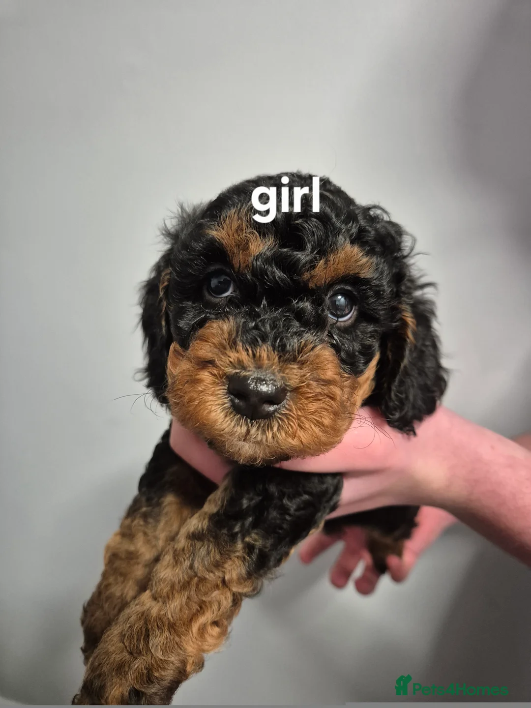 Cockapoo dogs for sale: Cockapoo  - Advert 7