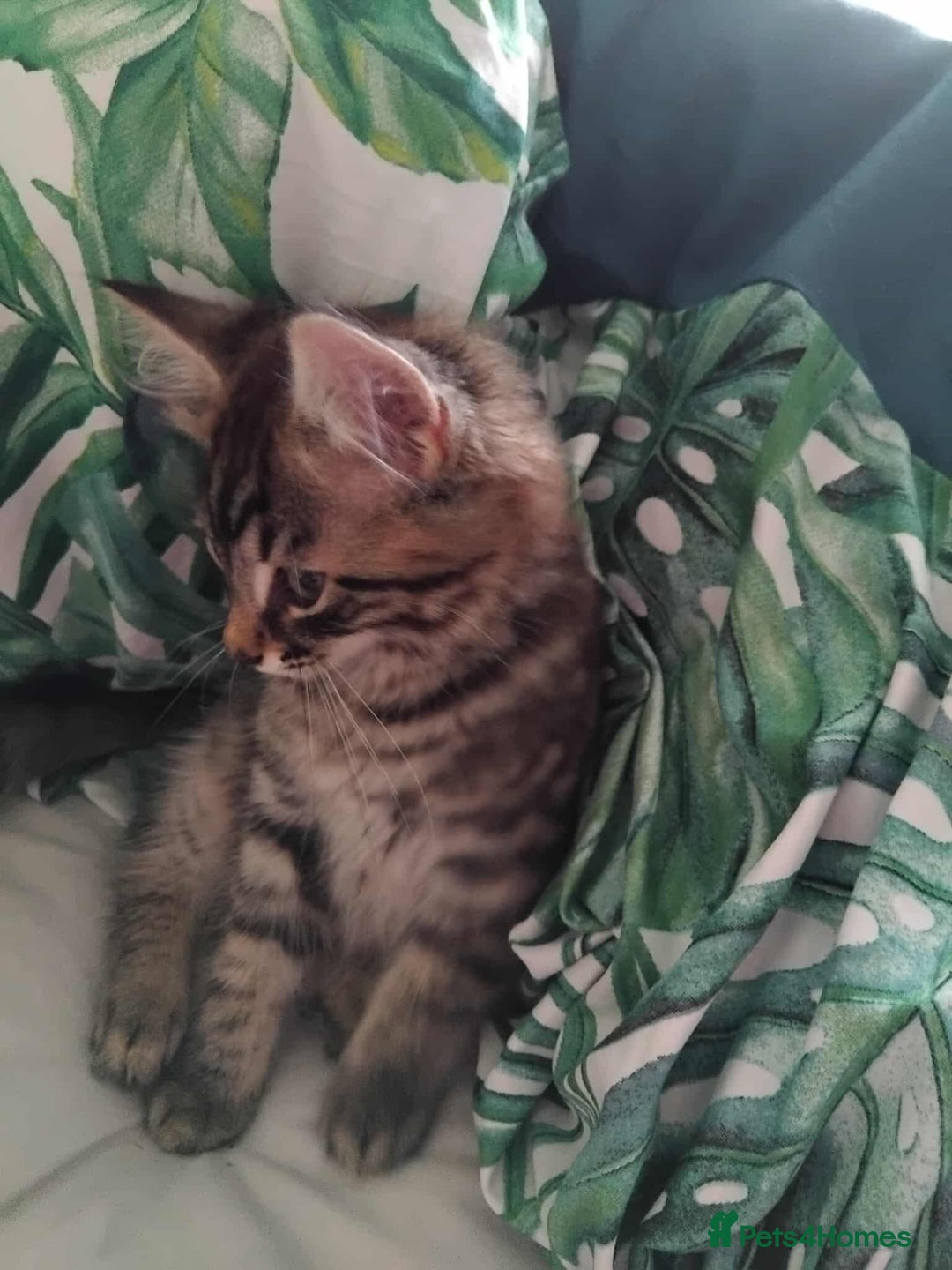 Mixed Breed cats for sale: KITTENS FOR SALE! - Image 9