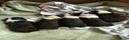 Boston Terrier dogs for sale: Beautiful Boston Terrier Puppies For Sale - Advert 5
