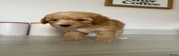 Toy Poodle dogs for sale: Toy poodles puppies. Last girl left - ready to go - Advert 13