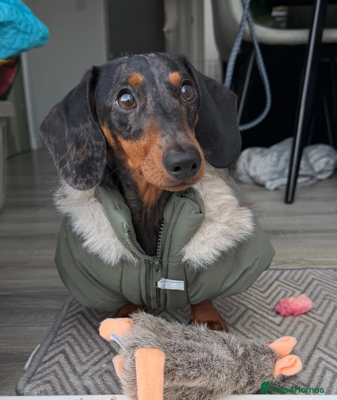 Miniature Dachshund dogs for sale: Miniature dachshund  - Advert 3