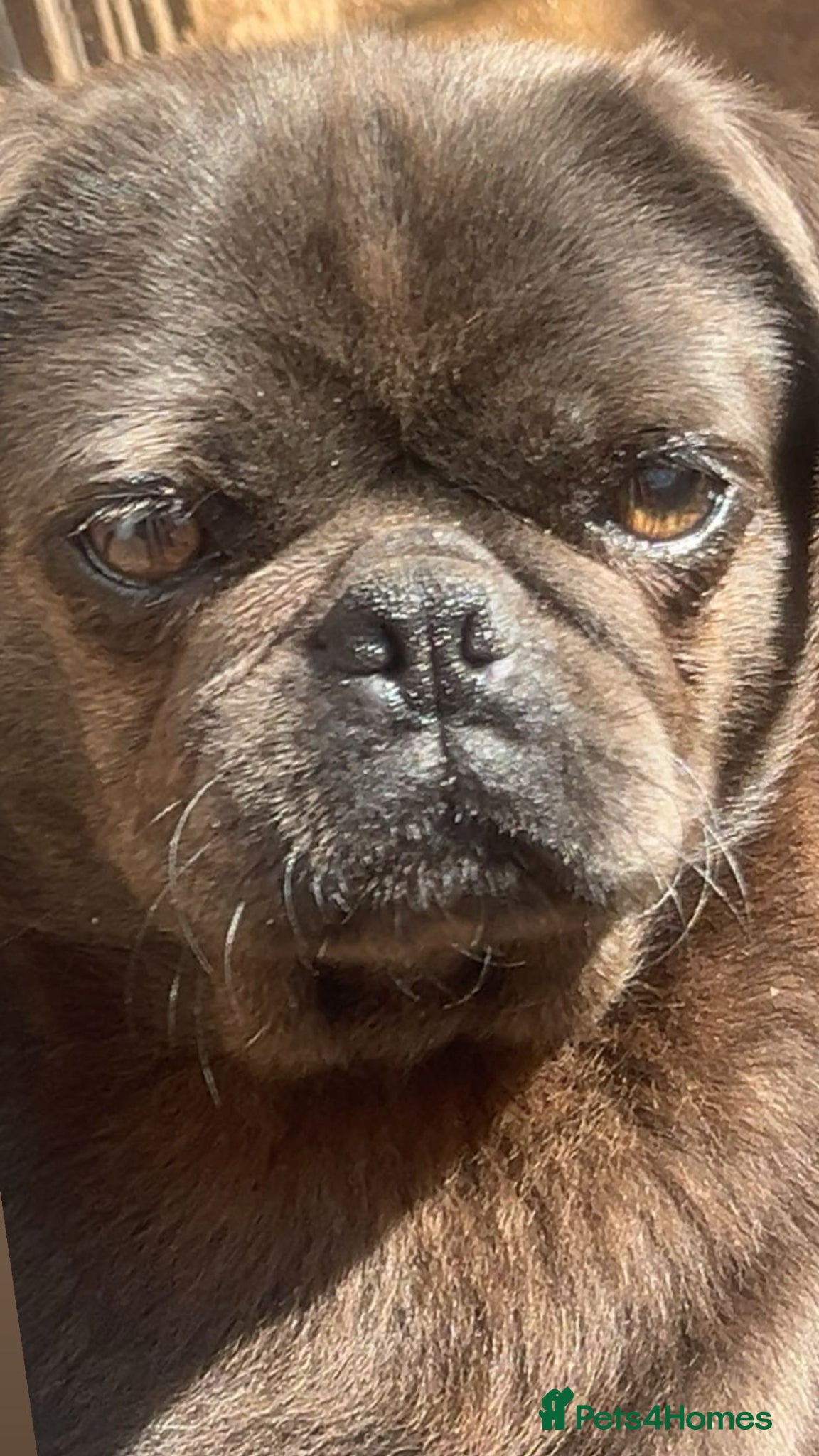 Pug dogs 🐾 Three Pure Bred Pug Puppies🐾 - Advert 2