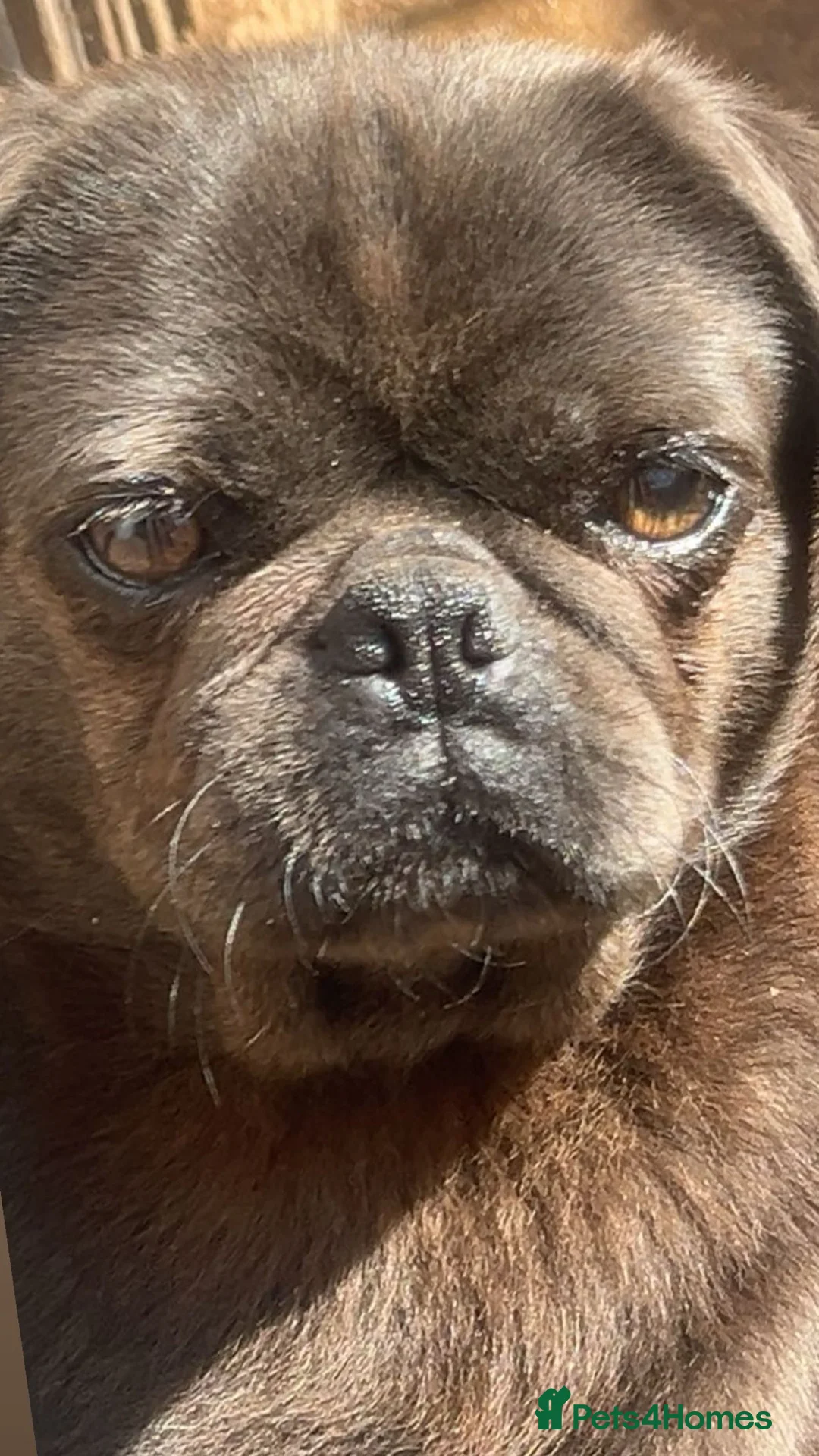 Pug dogs for sale: 🐾 Three Pure Bred Pug Puppies🐾 - Advert 2