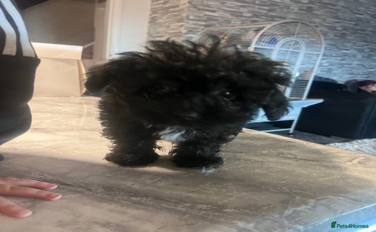 Yorkiepoo dogs Ready now last, perfect tiny beautiful Yorkipoo - Advert 9