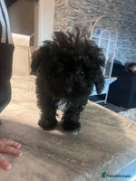 Yorkiepoo dogs Ready now last, perfect tiny beautiful Yorkipoo - Advert 1