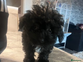 Yorkiepoo dogs Ready now last, perfect tiny beautiful Yorkipoo - Advert 5