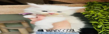 Maine Coon Kitten 8