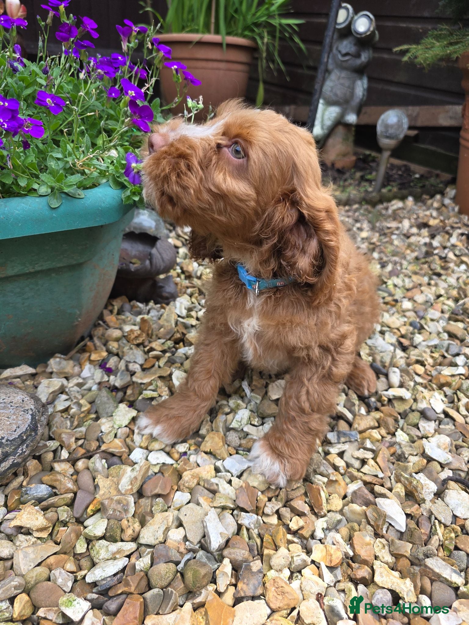 Cockapoo dogs Stunning cockapoo puppies  - Advert 17