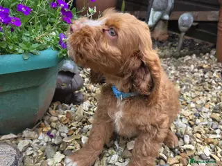 Cockapoo dogs Stunning cockapoo puppies - Advert 17