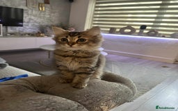 Persian cats for sale: Persian kittens  - Image 2