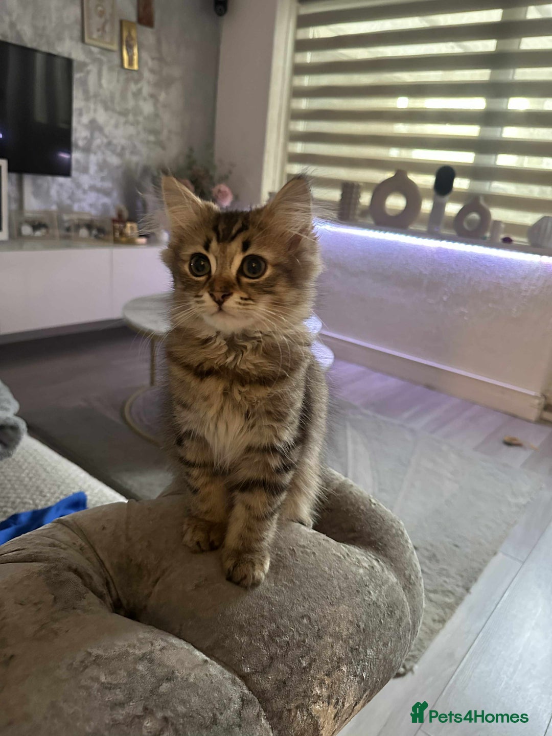 Persian cats for sale: Persian kittens  - Image 2